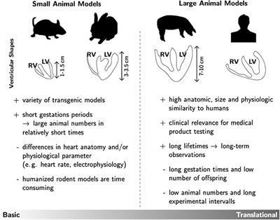 Research('s) Sweet Hearts: Experimental Biomedical Models of Diabetic Cardiomyopathy